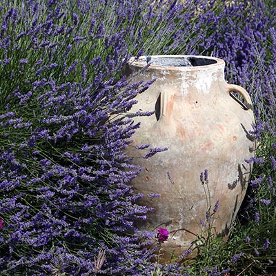 Pots et jarres typiques dans un jardin de Provence